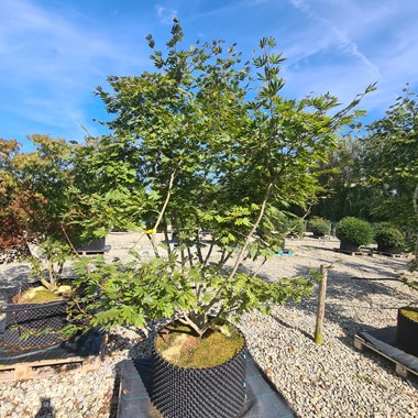 Acer palmatum 'Green Trompenburg' (Multistem Airpot/RB 200-250 cm Specimen)